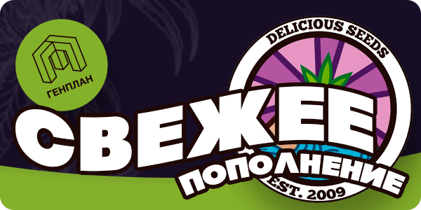 Витрина пополнилась свежими семенами!
