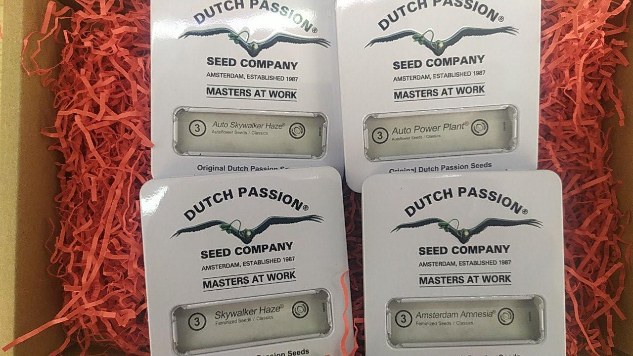 Новинки от Dutch Passion к сезону